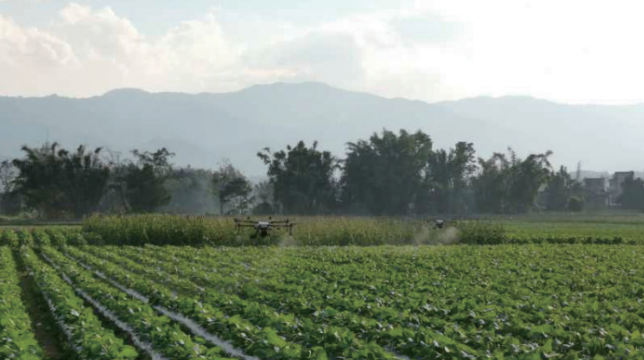 案例四：烟草防治细菌性角斑病案例